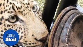 Incredible moment tourist has close encounter with leopard - Daily Mail