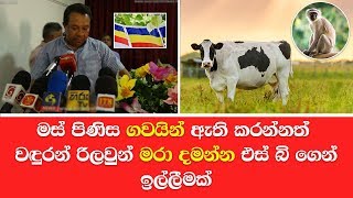 මස් පිණිස ගවයින් ඇති කරන්නත් වඳුරන් රිලවුන් මරා දමන්න එස් බි ගෙන් ඉල්ලීමක්