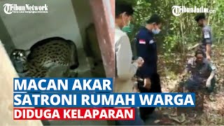 Diduga Kelaparan, Seekor Macan Akar Satroni Rumah Warga di Siak Riau