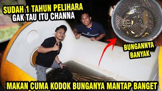 SEDIH! CHANNA TERLANTAR DI GENTONG 1 TAHUN...RESCUE KE GALERI BOS BOS QU