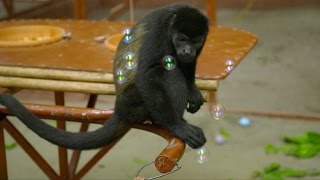 Monkeys bursting bubbles - Nature's Miracle Orphans: Series 2 Episode 3 - BBC