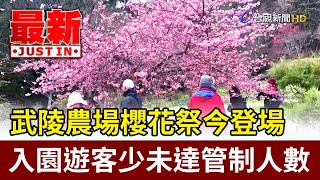 武陵農場櫻花祭今登場 入園遊客少未達管制人數【最新快訊】