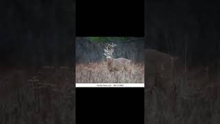 Your caliber your deer pt.1 #guns #deerhunting