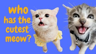 Which had the best meow