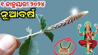 ୨୦୨୪ ନୂଆବର୍ଷରେ କେବଳ ଏହି ଗଛର ଚେରକୁ ଉପାଡ଼ି ଘରକୁ ନେଇ ଆସନ୍ତୁ,୨୪ ଘଣ୍ଟାରେ ବଦଳିବ ଭାଗ୍ୟ//motivational speech