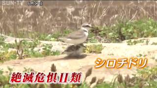 子育て奮闘中 神戸で絶滅危惧種のヒナを確認