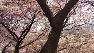 2月必睇河津櫻カワヅザクラ-西平畑公園可見富士山（cherry blossom）