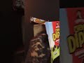 reboxing quaker chewy dipps chocolate chip box asmr no talking shorts asmr reboxing