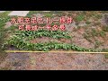 【園藝種植】 一本萬利 不種這個真太虧 枸杞種植與管理 .