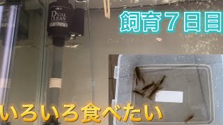 飼育7日目ザリガニ食べるかなの回