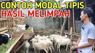 MODAL 10 JUTA HASIL MELIMPAH 30 INDUKAN DALAM 4 BULAN