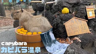 ゆず湯🍋カピバラ温泉②- capybara relaxing in a bath