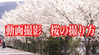 【動画で副業】動画撮影　桜の撮り方　ちょっとしたコツ