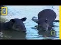 What in the World is a Tapir? | National Geographic