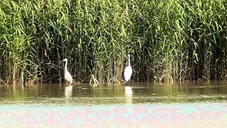 多摩川「ダイサギが着水」