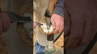 Trim on Hind Foot / Hoof Restoration / Farrier