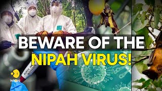 Nipah virus: What are the symptoms, precautions & treatment for the deadly virus? | WION Originals