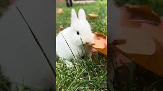 Cute bunny baby eat grass