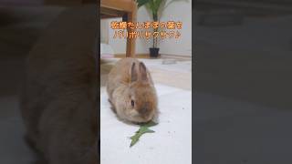 うさぎさんのASMR #かわいいうさぎ #ネザーランドドワーフ #funnypets