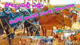 95509 28956 కంకోల్ అంగడి సంత తెలంగాణ సంగారెడ్డి 🐂 kamkole bulls market telangana sangareddy