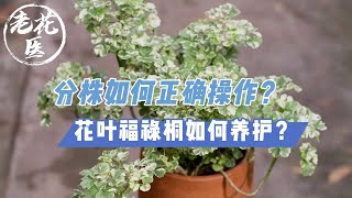 【开箱评测079】如何正确分株？花叶福禄桐如何养护？老花医开箱评测 Unboxing and repotting variegated Polyscias guilfoylei.