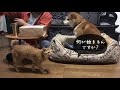 【柴犬】柴犬と柴猫におやつを頂いたので、あげてみた柴犬の本気【柴猫】