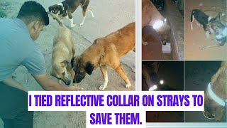 ||Reflective collar for street dog's|| Tying reflective collar on street dogs|| #love4bezubaan