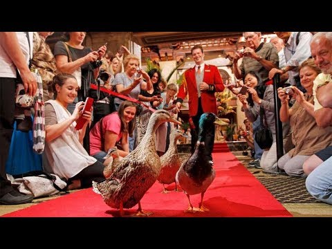 HowStuffWorks Meets The Duckmaster HowStuffWorks Meets The Duckmaster