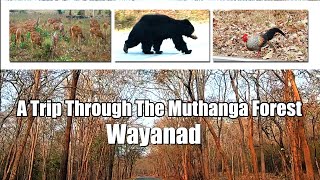 A JOURNEY THROUGH THE MUTHANGA FOREST WAYANAD മുത്തങ്ങ കാടുകളിലൂടെ ഒരു യാത്ര.