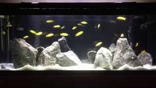 New Lake Malawi Mbuna Fish Tank | How to aquascape Mbuna tank | Tips on Rockscape | African Cichlids