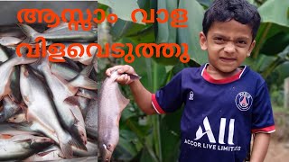 Assam vala farming wayanad|kerala fishing farming |malasiyan val|🐬🐬🐬