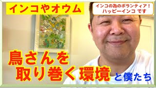 鳥さんを取り巻く環境（と僕たち）　ハッピーインコ＆はがひでき