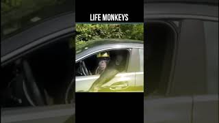 Life monkeys \ laughter #shorts