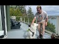 the ultimate arcadia trail dog harness review discover the 7 features you must get