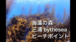 温暖化で減っていく海藻。　そんな中、海藻の森を形成している神奈川の奇跡の海・三浦Bytheseaビーチポイントをご紹介！