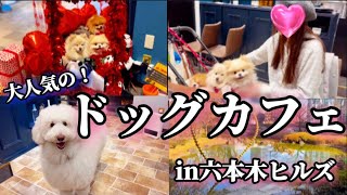 【都内おすすめドッグカフェ】ワンコメニュー有！看板犬のキティちゃんがお出迎え💕in六本木