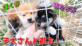 【京の柴犬てん】ブリーダーさんの所で子犬君たちと遊ぶ！　太郎の犬モノガタリ第341話