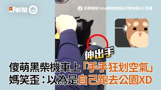 傻萌黑柴機車上「手手狂划空氣」　媽笑歪：以為是自己跑去公園XD│寵物│狗狗│柴犬