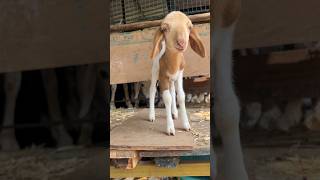 cute lamb #ಮರಿ ವದರಿದಾಗ ತಾಯಿಗೆ ಎಷ್ಟ ದೌಡು ಗೊತ್ತಾಗುತ್ತೆ ತಾಯಿ ಕರುಳು ಅಲ್ವಾ