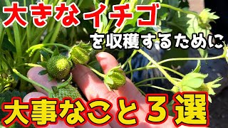 実がついたら必ず〇〇しないと赤くなる前に大きくなりません。【いちご】【家庭菜園】