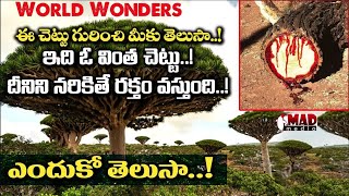 World Wonders I వింత చెట్టు.! దీనిని నరికితే రక్తం వస్తుంది.! #worldnews #intrestingfacts #madmedia