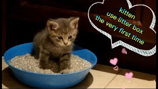 小奶貓第一次用貓砂盆，不會用，白忙活！Kitten learns to use litter box the very first time.  #kitten #pets #cat #猫 #小奶貓