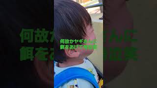 今日のたっくん 動物園でヤギさんに泣かされる笑笑