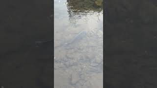 【４K映像】川魚　big river fish