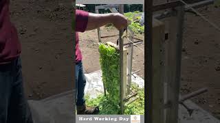 Hard Working Day #584 The process Of Cutting Leaves