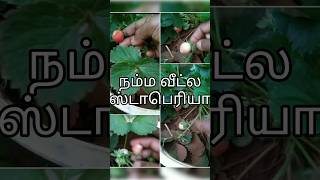 ஸ்ட்ராபெரி வளர்ப்பு இவ்வளவு ஈசியா 🍓🍓🍓🍓🍓🍓🍓🍓🪴🪴🪴🪴🪴