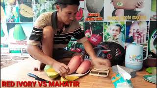 TEST BRIXS MANGGA MAHATIR  🆚 RED IVORY