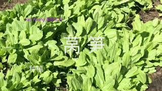 莴笋种植 /方法很简单，新手都可以种 Celtuce https://youtube.com/@yanhuang6825