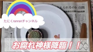 【多肉植物】緊急オペ！！お腐れ神様降臨しました。今年、蒸れ多肉多くて悲しすぎる。