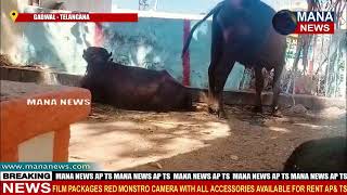 గ్రామ దేవతల దేవర పేరట మూగ జంతువుల బలి || MANA NEWS ||